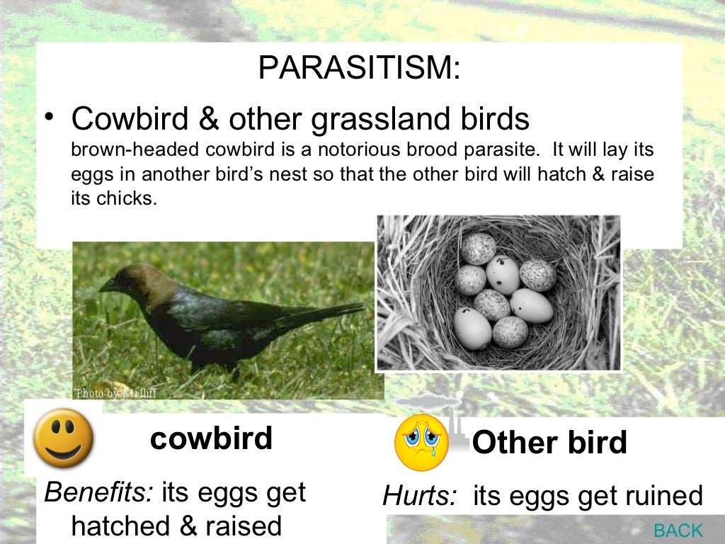 Grassland notes Notes on world's grassland types & organisms' adapt…