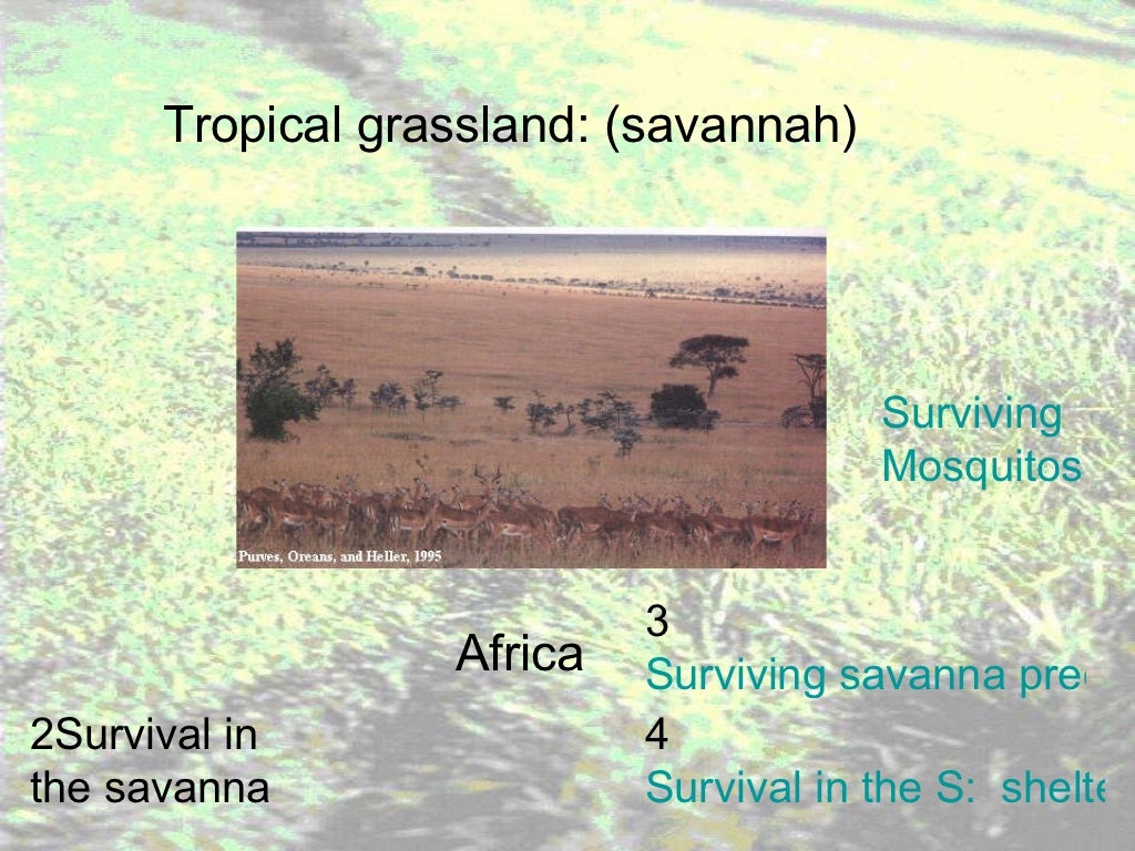 Grassland notes Notes on world's grassland types & organisms' adapt…