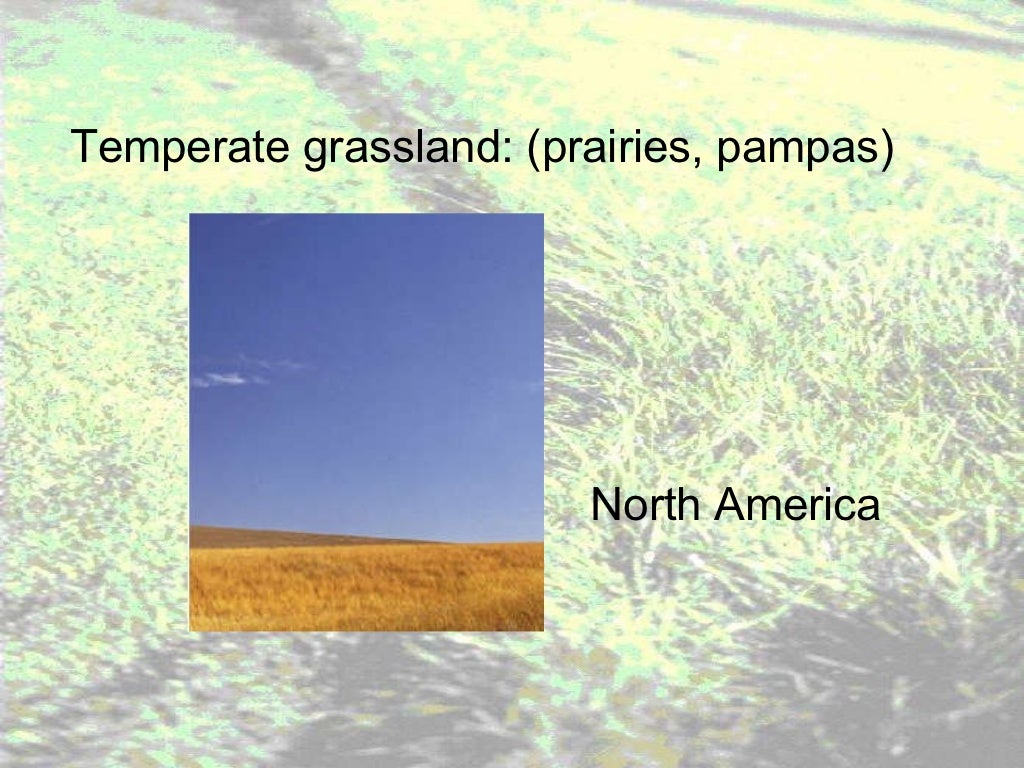 Grassland notes Notes on world's grassland types & organisms' adapt…