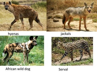 hyenas jackals
African wild dog Serval
 