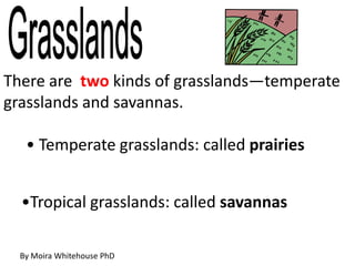 There are two kinds of grasslands—temperate
grasslands and savannas.
• Temperate grasslands: called prairies
•Tropical grasslands: called savannas
By Moira Whitehouse PhD
 