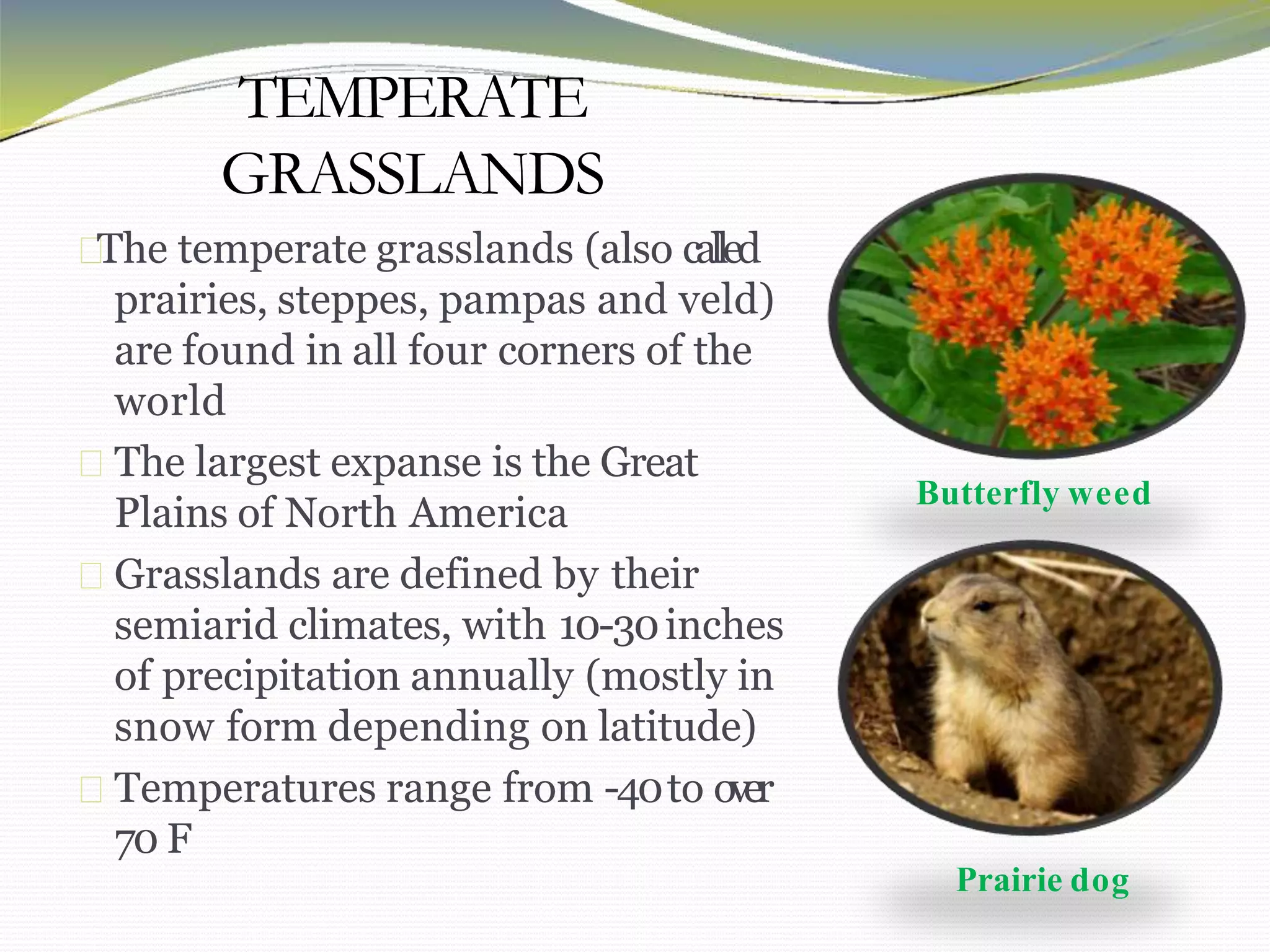 American Pikas and Their Unique Adaptations to Alpine Environments, image size:2048x1536