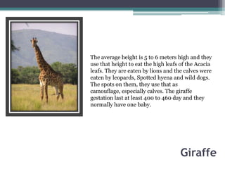 The average height is 5 to 6 meters high and they
use that height to eat the high leafs of the Acacia
leafs. They are eaten by lions and the calves were
eaten by leopards, Spotted hyena and wild dogs.
The spots on them, they use that as
camouflage, especially calves. The giraffe
gestation last at least 400 to 460 day and they
normally have one baby.




                                     Giraffe
 
