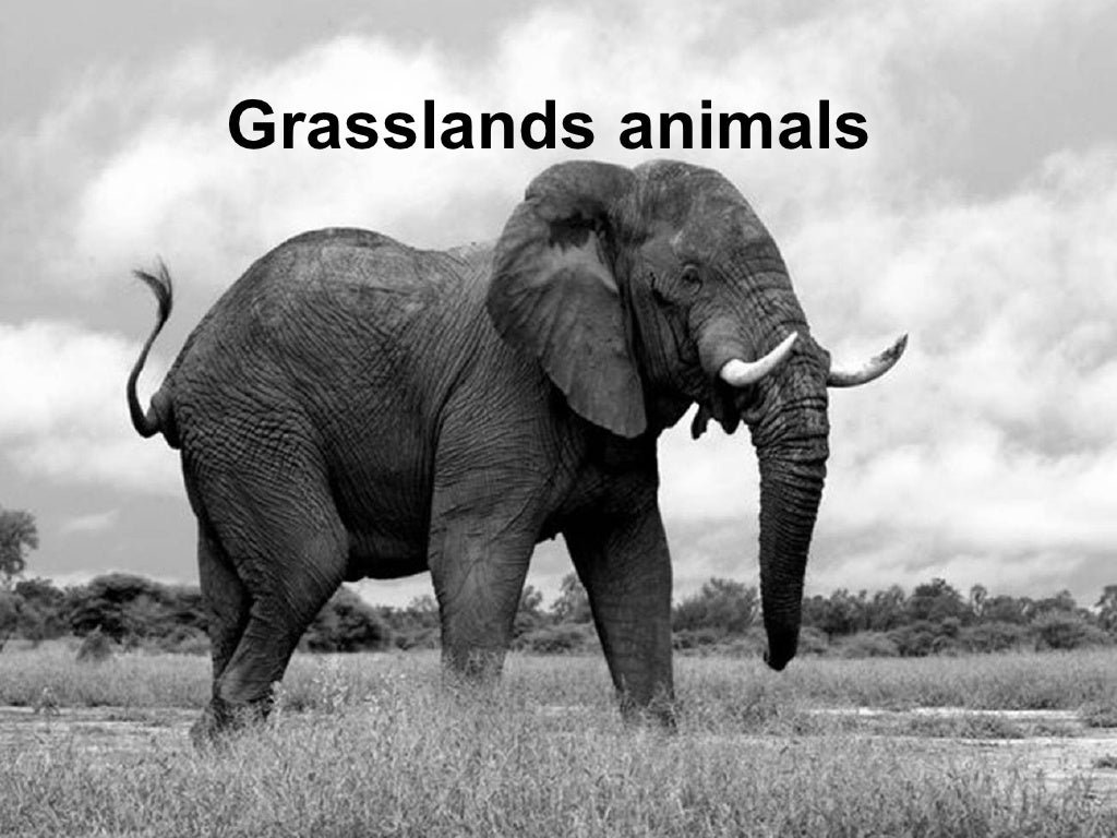 Grasslands Animals