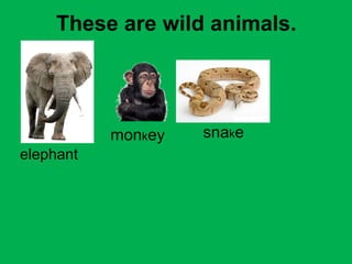 These are wild animals. 
elephant 
monkey snake 
 