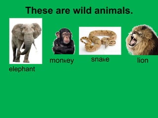 These are wild animals. 
elephant 
monkey snake lion 
 