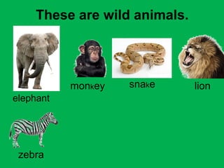 These are wild animals. 
elephant 
monkey snake lion 
zebra 
 