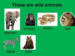 These are wild animals. 
elephant 
monkey snake lion 
zebra bear 
 