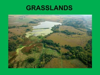 GRASSLANDS 
 