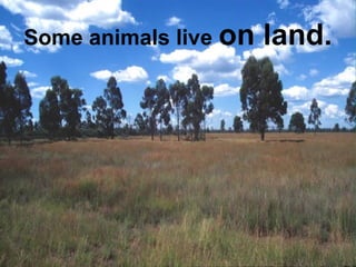 Some animals live on land. 
 
