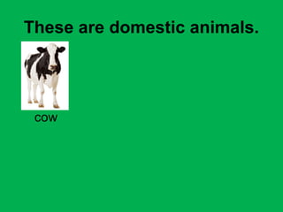 These are domestic animals. 
cow 
 