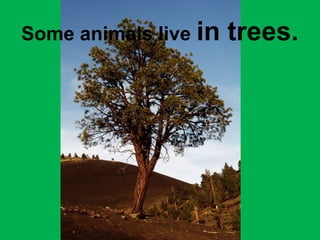 Some animals live in trees. 
 