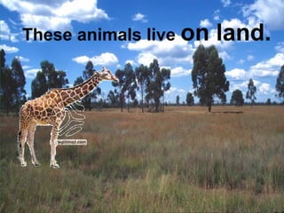 These animals live on land. 
 