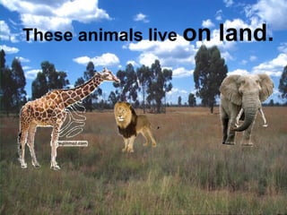 These animals live on land. 
 
