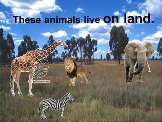 These animals live on land. 
 