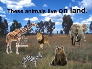 These animals live on land. 
 
