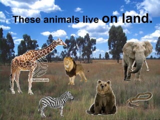 These animals live on land. 
 