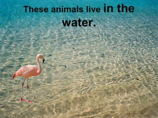 These animals live in the 
water. 
 