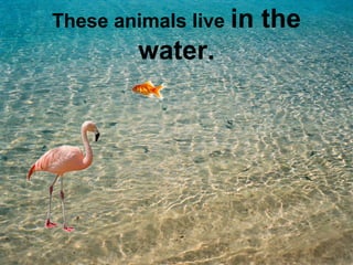 These animals live in the 
water. 
 