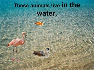 These animals live in the 
water. 
 