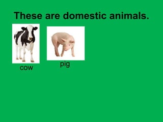 These are domestic animals. 
cow pig 
 