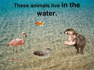 These animals live in the 
water. 
 