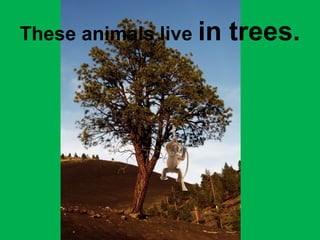 These animals live in trees. 
 