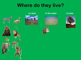 Where do they live? 
on land in the water in trees 
 