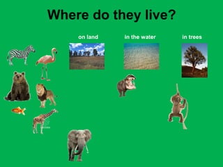 Where do they live? 
on land in the water in trees 
 