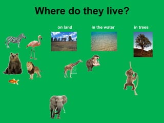 Where do they live? 
on land in the water in trees 
 