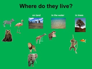 Where do they live? 
on land in the water in trees 
 