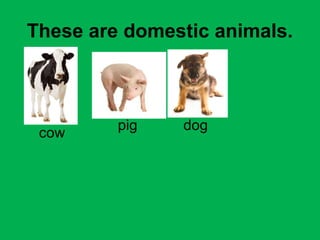 These are domestic animals. 
cow pig dog 
 