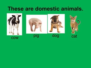 These are domestic animals. 
cow pig dog cat 
 