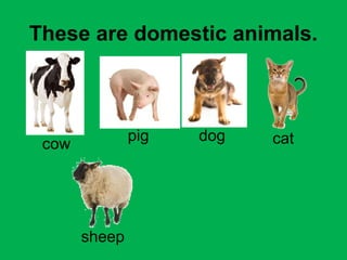These are domestic animals. 
cow pig dog cat 
sheep 
 
