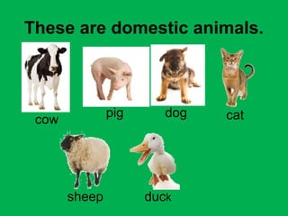 These are domestic animals. 
cow pig dog cat 
sheep duck 
 