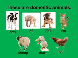 These are domestic animals. 
cow pig dog cat 
sheep duck hen 
 