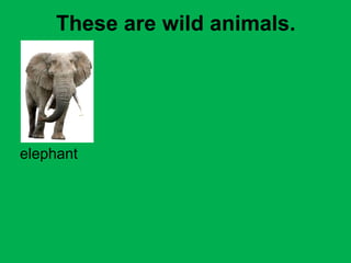 These are wild animals. 
elephant 
 