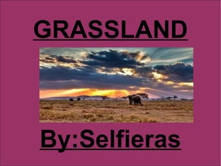 GRASSLAND
By:Selfieras
 
