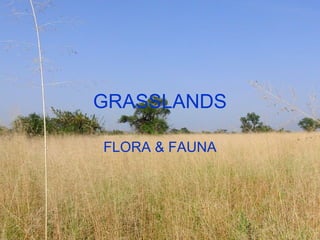 GRASSLANDS
FLORA & FAUNA

 