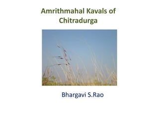 Amrithmahal Kavals of
     Chitradurga




     Bhargavi S.Rao
 