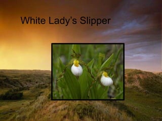 Grasslands pp show view