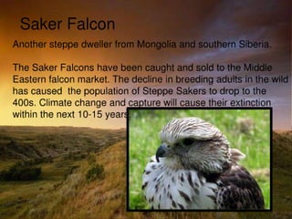 Grasslands pp show view