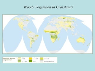 Woody Vegetation In Grasslands
 