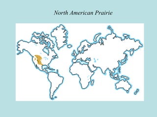 North American Prairie
 
