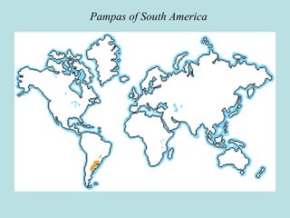 Pampas of South America
 