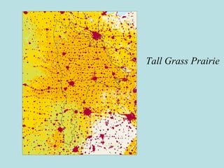 Tall Grass Prairie
 