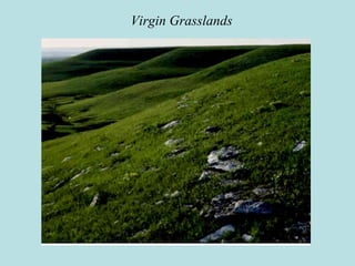 Virgin Grasslands
 