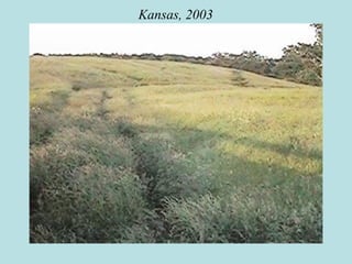 Kansas, 2003
 