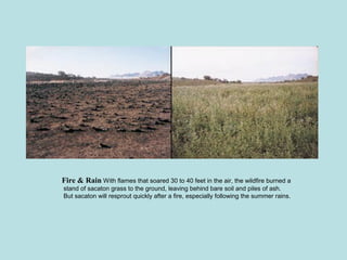 Fire & Rain With flames that soared 30 to 40 feet in the air, the wildfire burned a
stand of sacaton grass to the ground, leaving behind bare soil and piles of ash.
But sacaton will resprout quickly after a fire, especially following the summer rains.
 