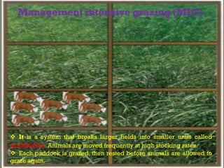 Deferred grazing – postponing or delaying the
grazing
For entire growing season
Or beginning of the growing
season
Or the late part of the growing
season
To enable the vegetation
to grow well
Grazing allowed only after seeding
Management intensive grazing (MIG)
 It is a system that breaks larger fields into smaller units called
paddocks. Animals are moved frequently at high stocking rates.
 Each paddock is grazed, then rested before animals are allowed to
graze again.
 
